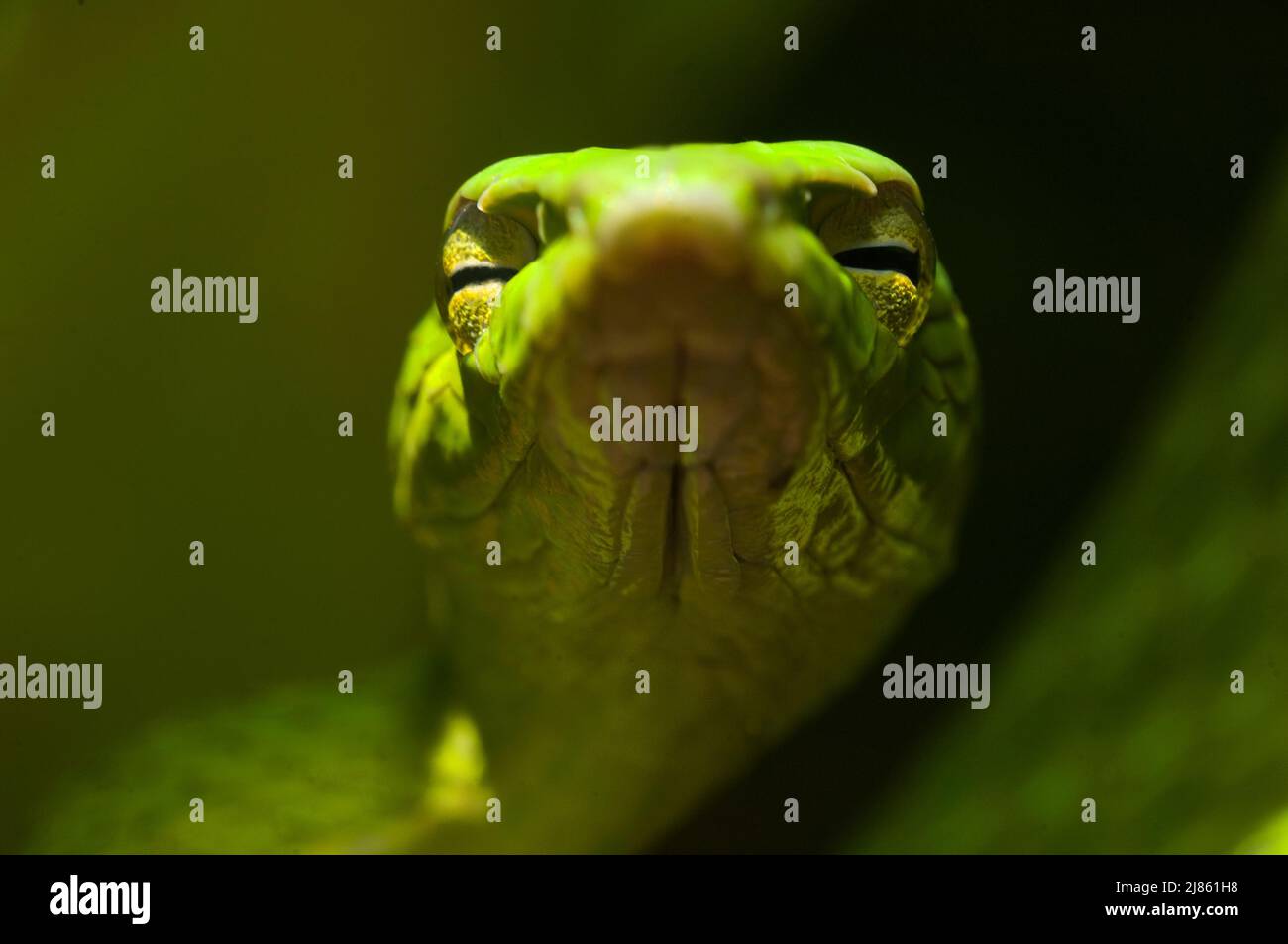 Retrato de la serpiente filipina Luzón Filipinas Foto de stock