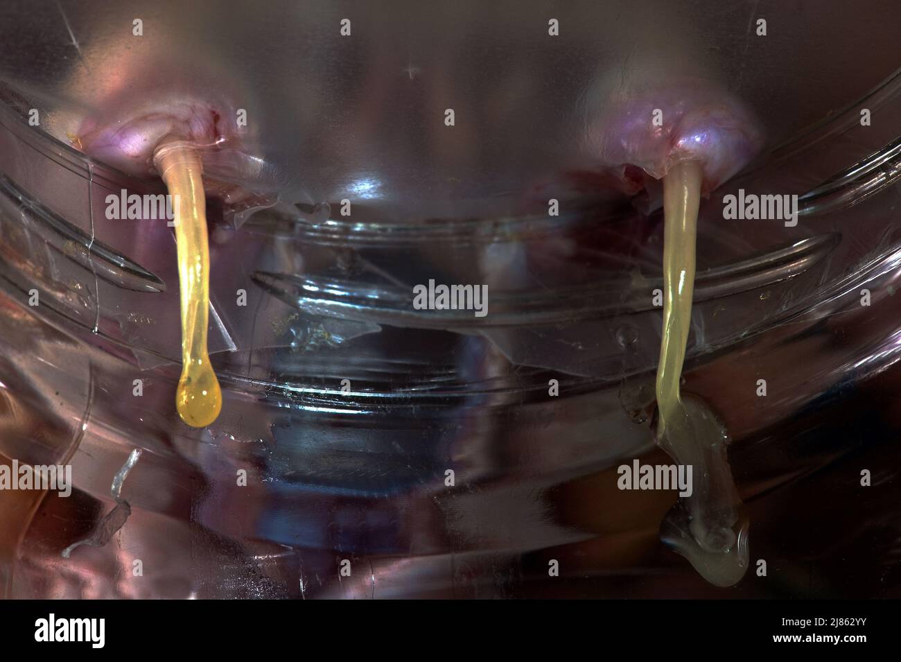 Muestreo de veneno de víbora de Gabón en un laboratorio Fotografía de