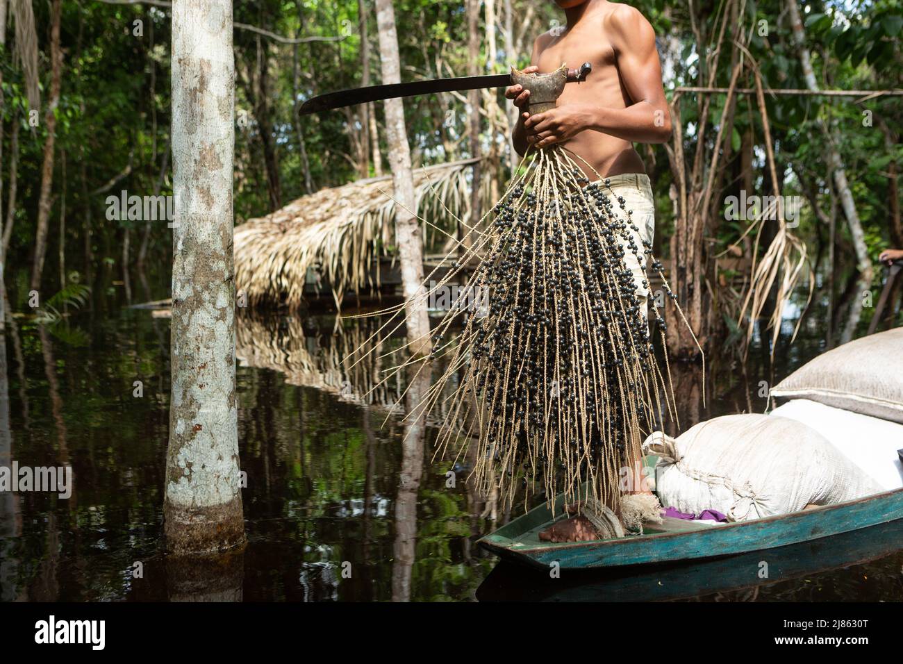 Hombre sosteniendo un montón de fruta fresca de acai en la selva amazónica en verano soleado día. Concepto de medio ambiente, ecología, sostenibilidad, biodiversidad. Foto de stock