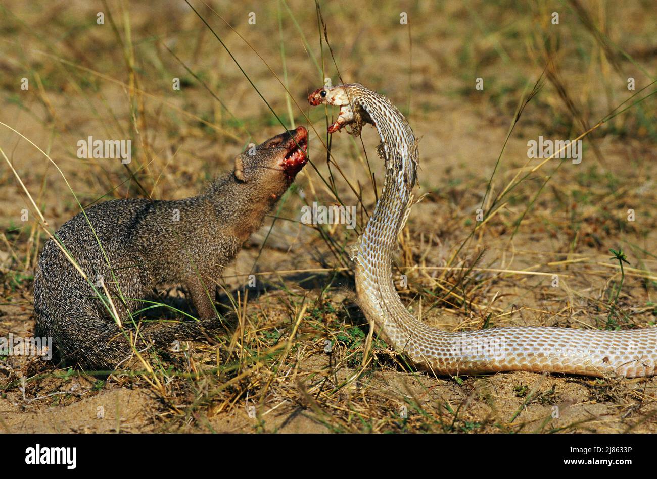 Mangosta atacando una cobra fotografías e imágenes de alta resolución