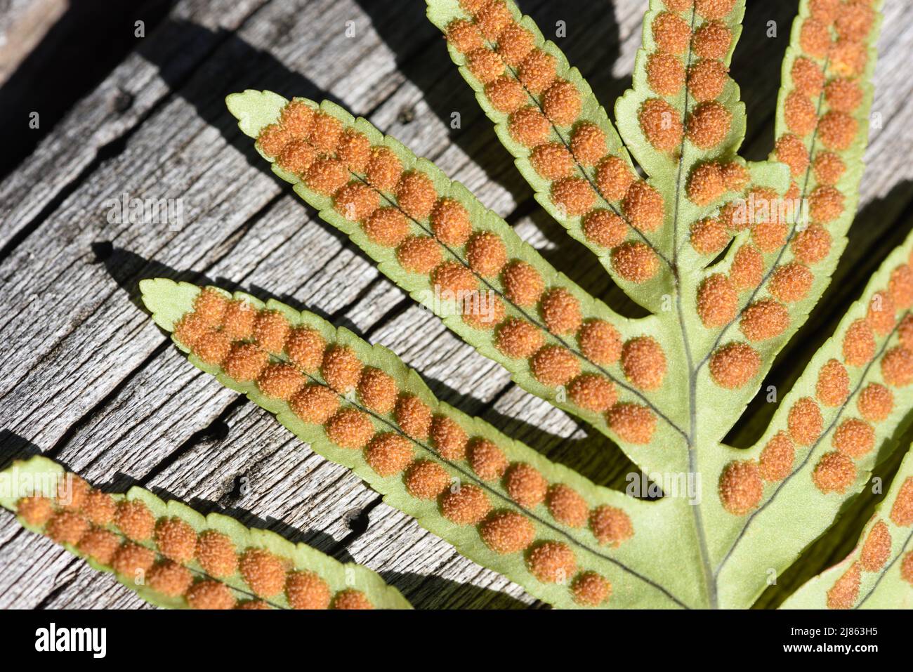 Sorus, o Clúster de esporas o esporangia, en la parte inferior de la Hoja de Polípodos Común, Polípodio vulgare Foto de stock