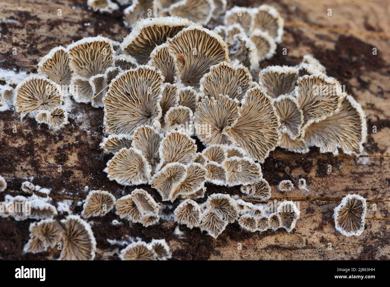 Comuna de Schizophyllum, Fungus de Gill Split, hongos o setas de Gill Split que crecen en el tronco del árbol Rotten Foto de stock