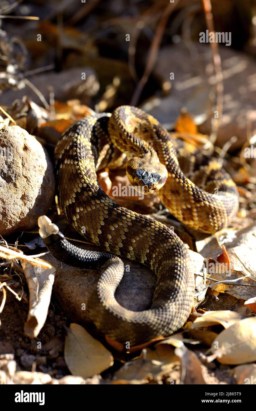 Serpiente de cascabel de cola negra - Montañas Chiricahua Arizona Foto de stock