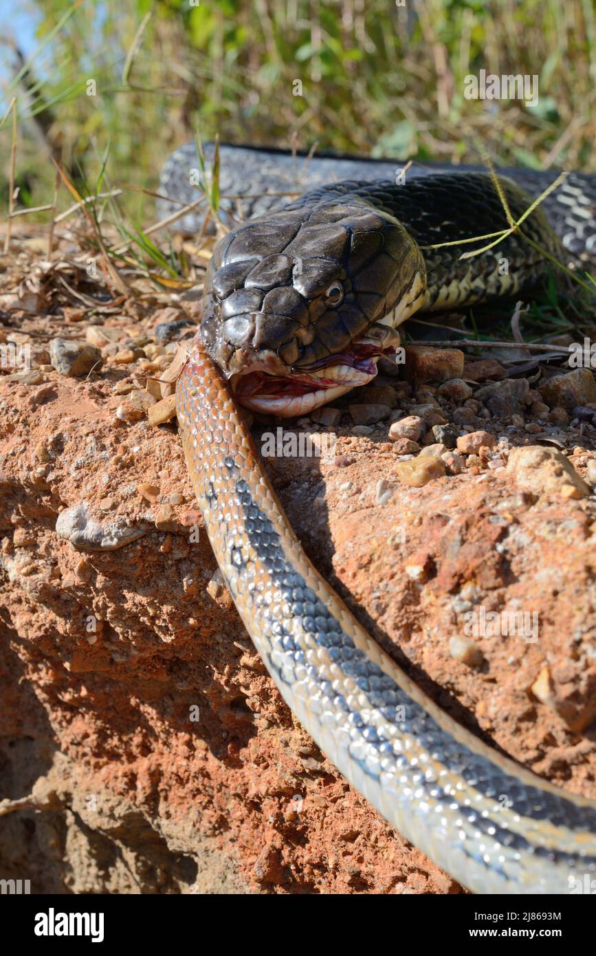 Rey cobra (Ophiophagus hannah) Ingestión de una serpiente. Tailandia Foto de stock