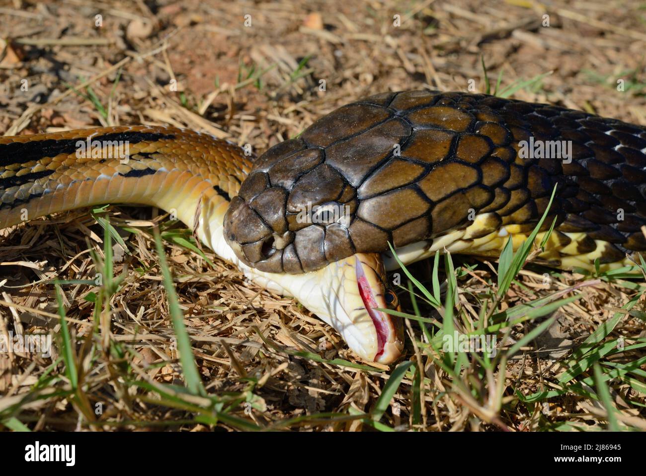 Rey cobra (Ophiophagus hannah) Ingestión de una serpiente. Tailandia Foto de stock