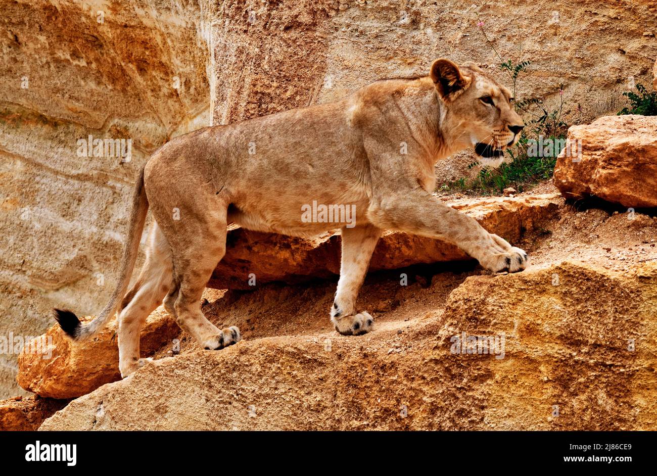 Barbary león hembra Panthera leo extinto en el cautiverio salvaje de N. Africa Foto de stock