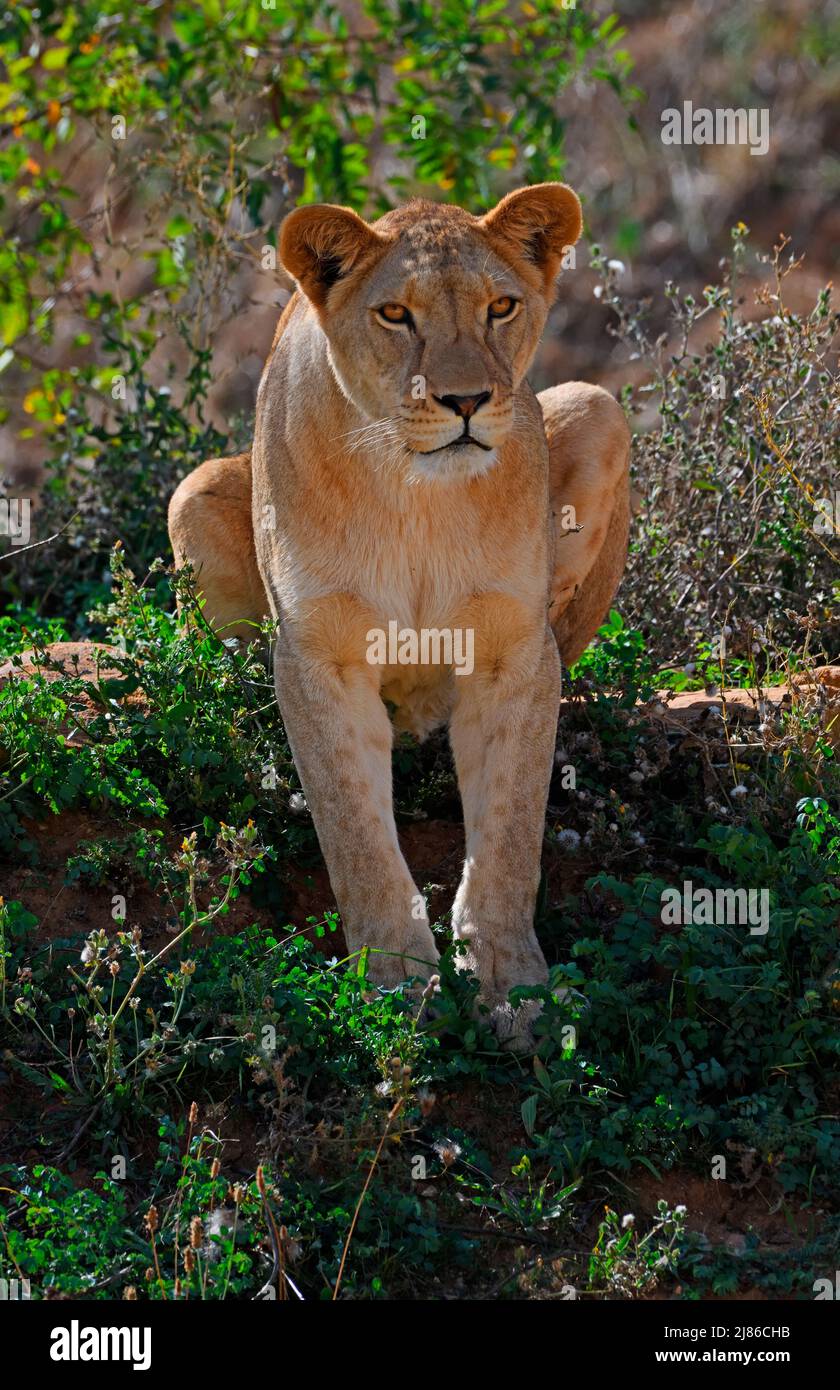Mujer de león barbero (Panthera leo leo). Extinto en la naturaleza. N. Cautivación de África Foto de stock