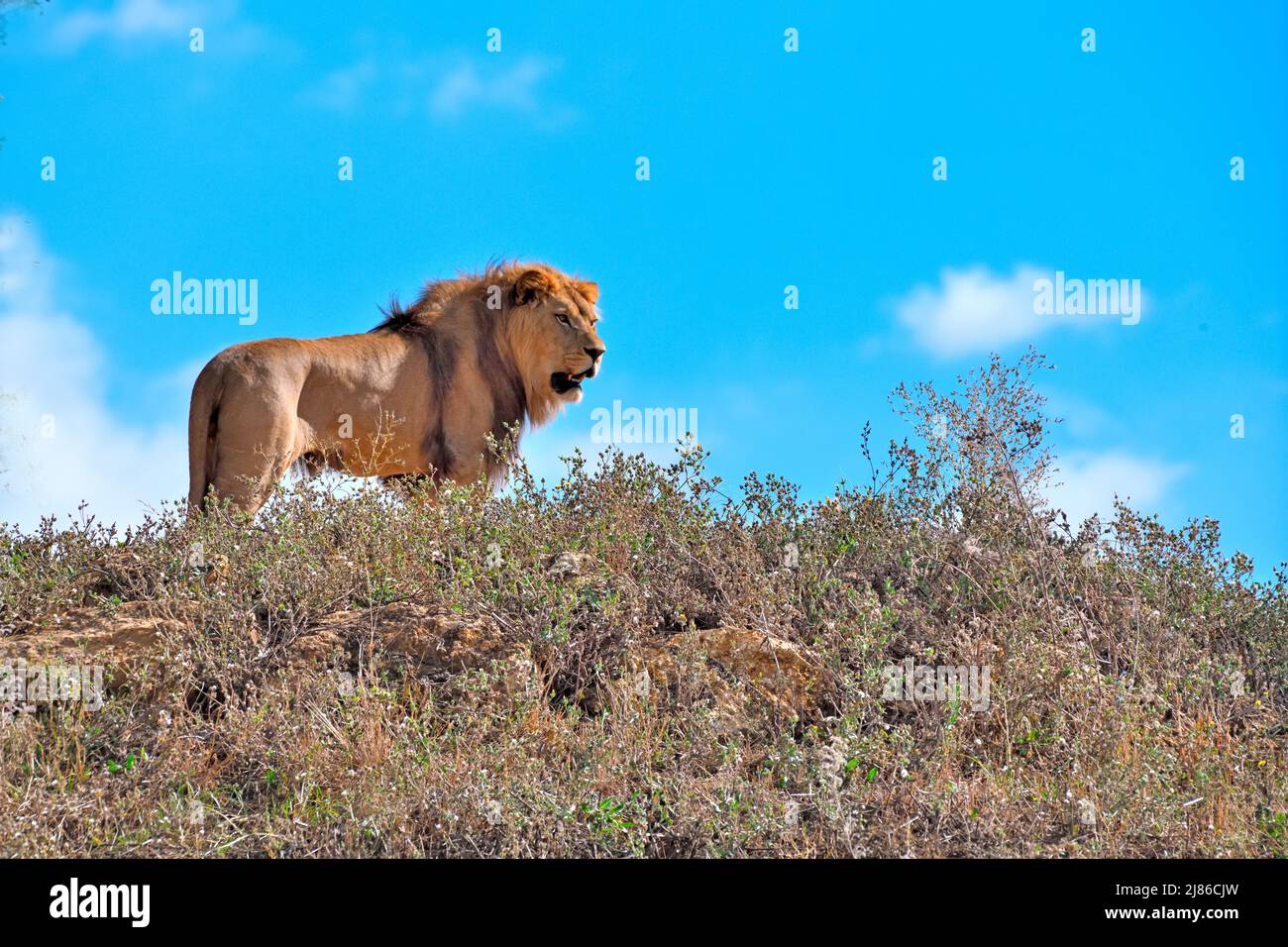 Barbary león macho (Panthera leo leo), extinto en la naturaleza, N. Africa, cautiverio Foto de stock