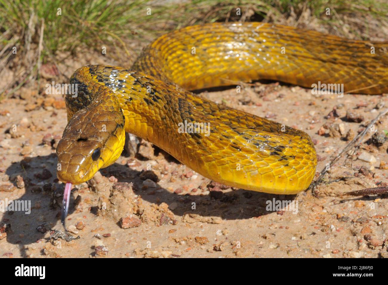 Serpiente de piel amarilla que se arrastra por la Guayana Francesa Foto de stock