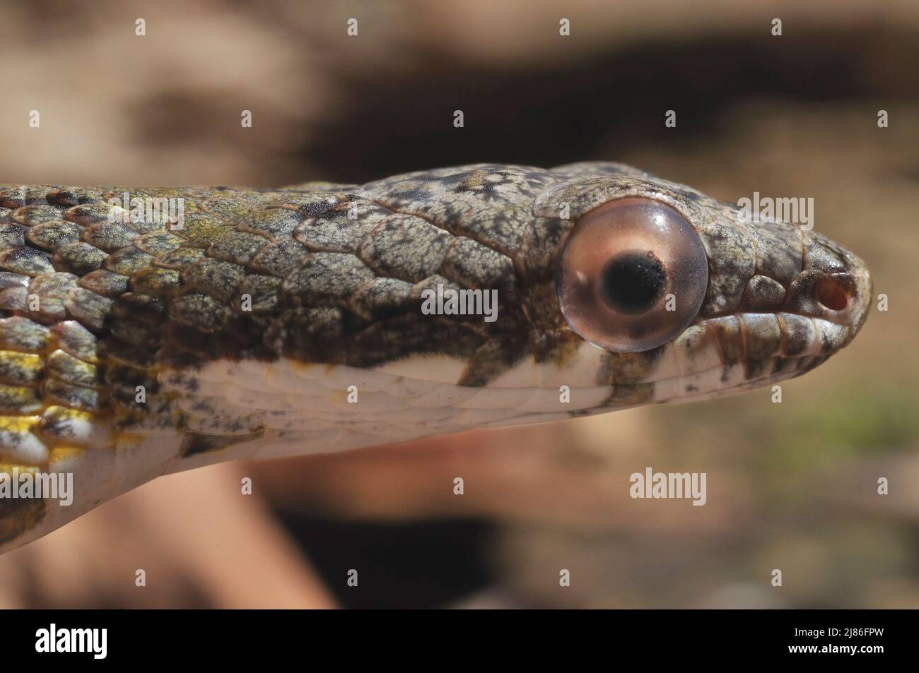 Retrato de la serpiente de Puffin Guayana Francesa Foto de stock
