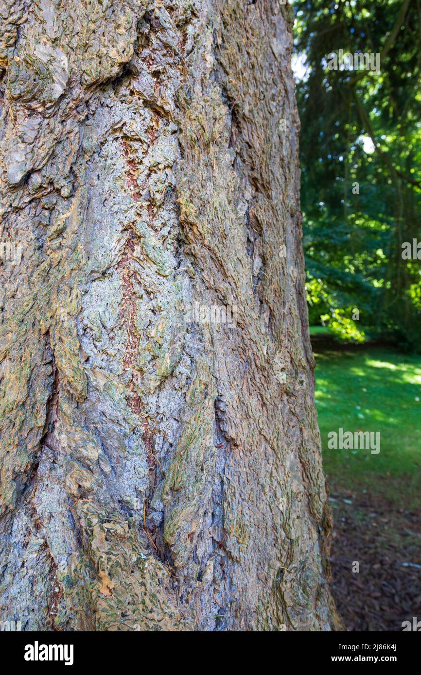 La corteza de un pino Douglas (Pseudotsuga menziesii) Foto de stock