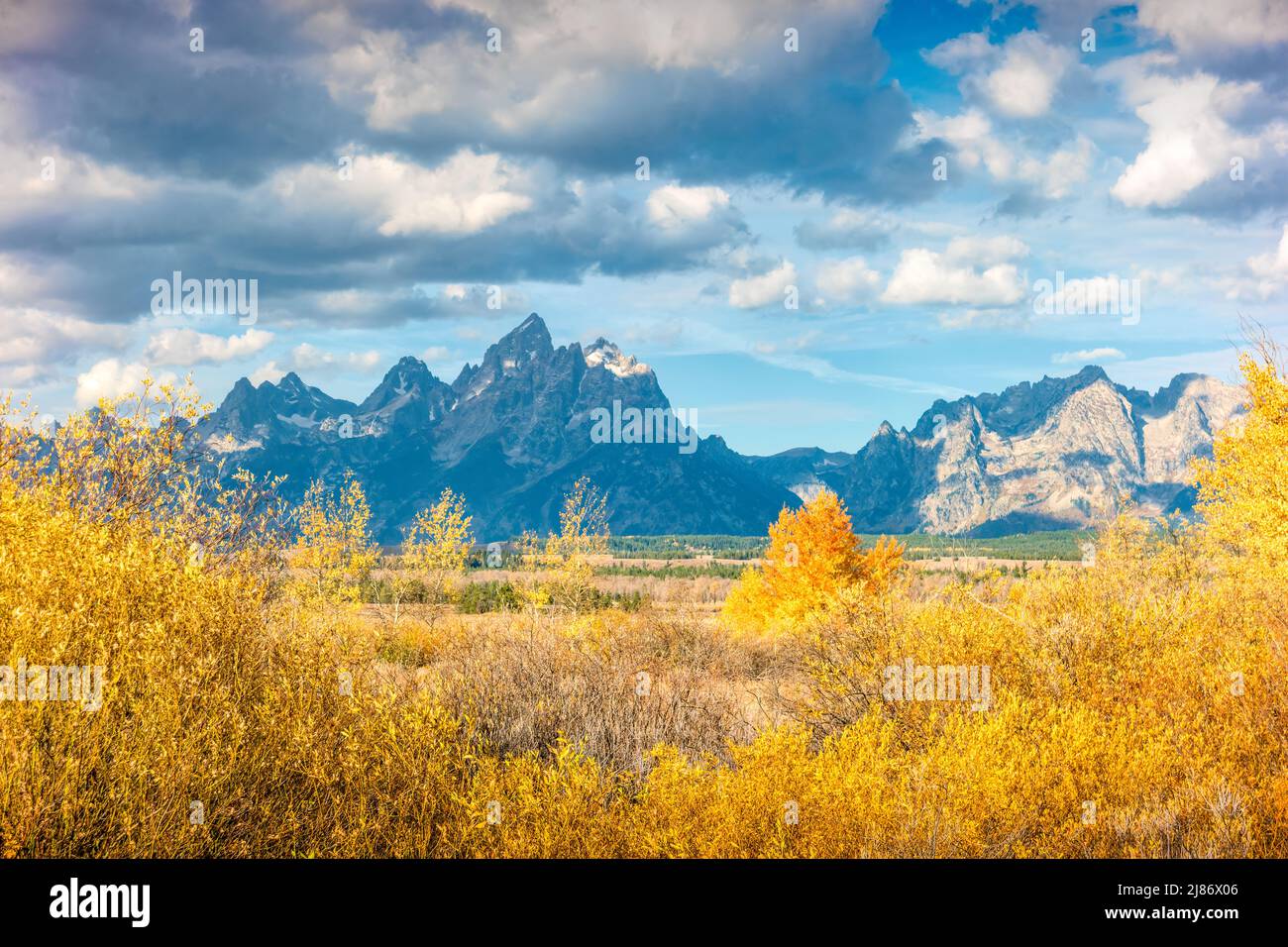 Coloridos álamos en el Parque Nacional Grand Teton, Wyoming, Estados Unidos Foto de stock
