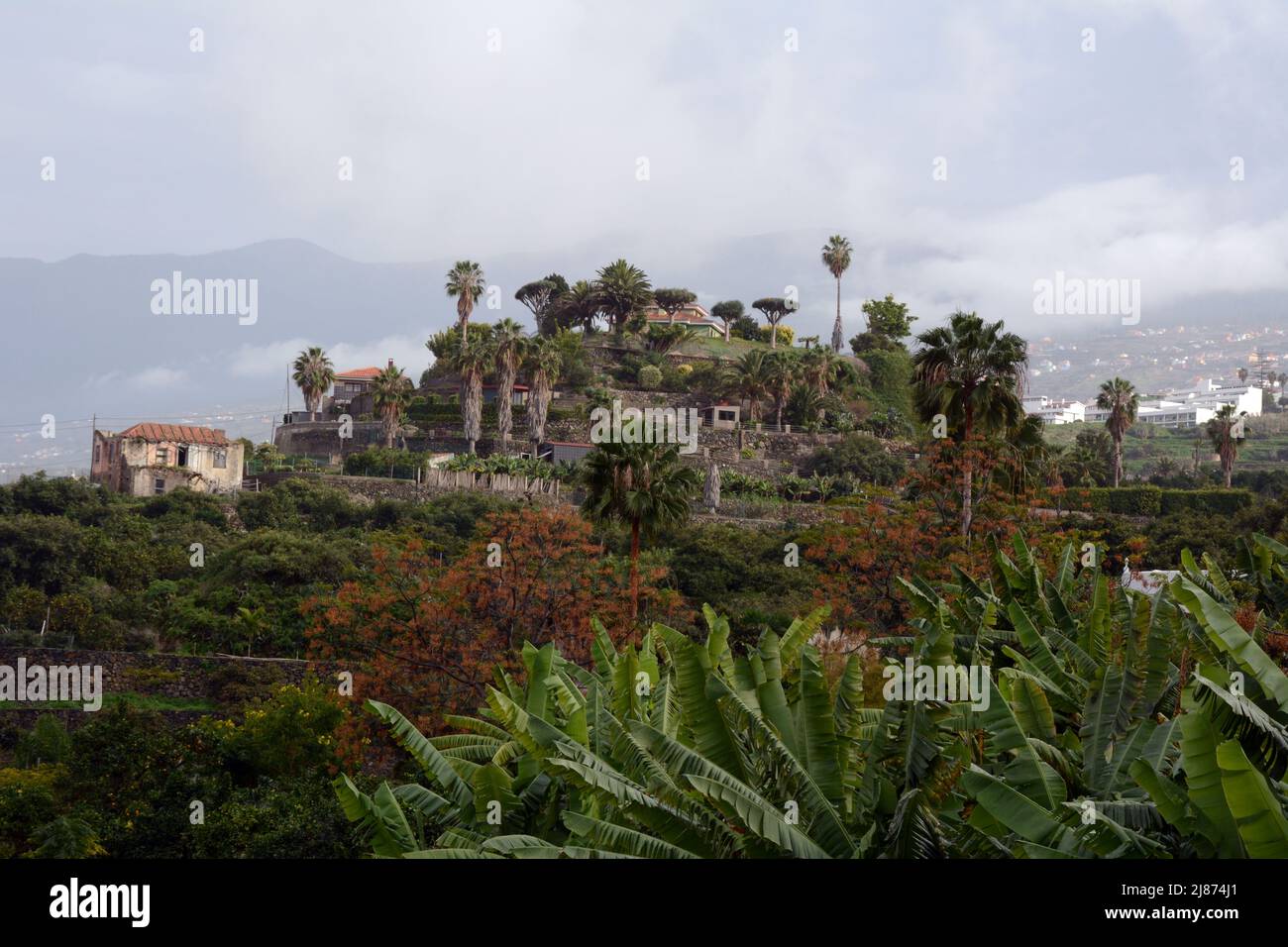 Finca española, o plantación agrícola, cerca del pueblo de Los Realejos, en la isla de Tenerife, Islas Canarias, España. Foto de stock