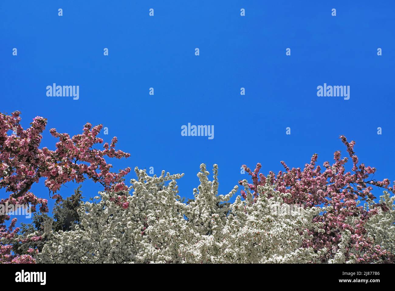 Flores primaverales con cielo azul, espacio para el tipo Foto de stock