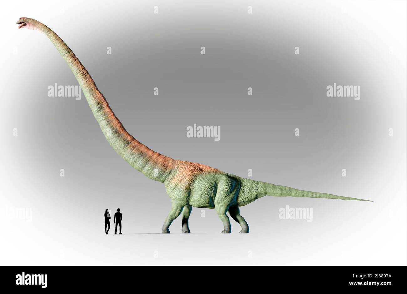 Humano vs. Mamenchisaurus Foto de stock