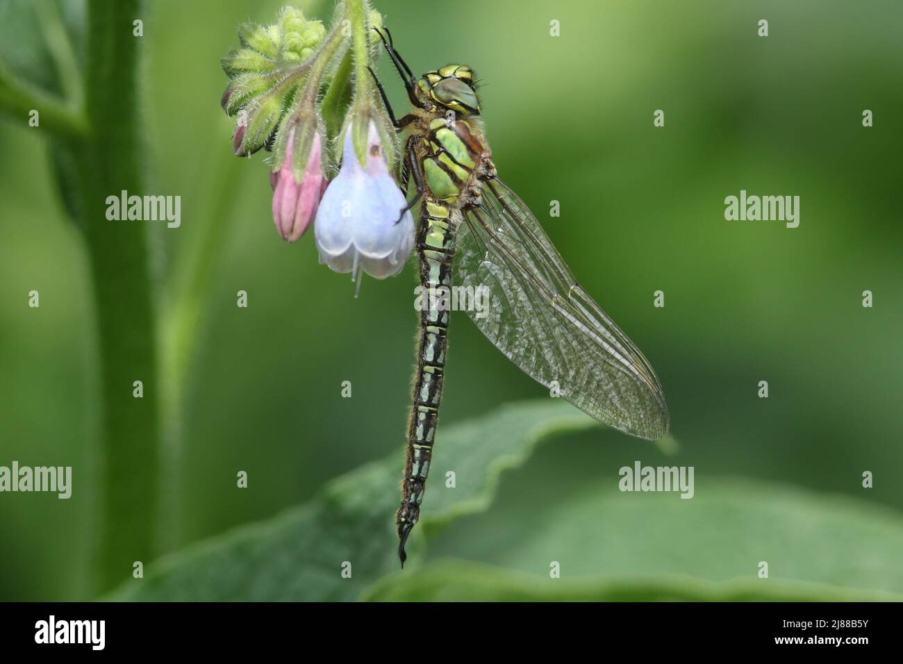 Una libélula peluda, Brachytron pratense, persiguiendo en una flor Comfrey que crece en el borde de un río. Foto de stock
