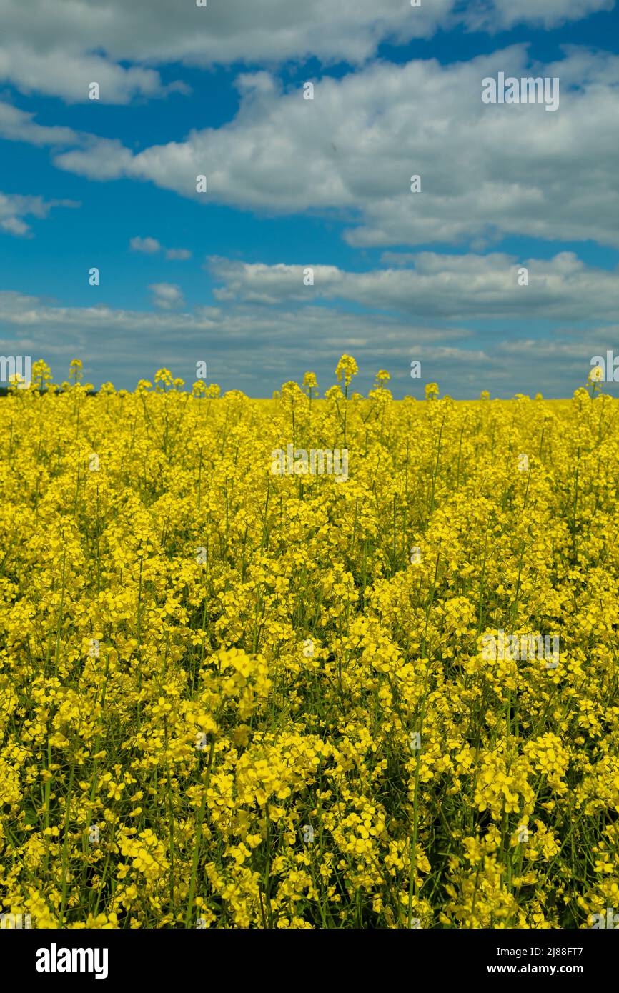 Paisaje veraniego, un campo con colza en flor y un cielo azul con nubes,  flores amarillas brillantes Fotografía de stock - Alamy