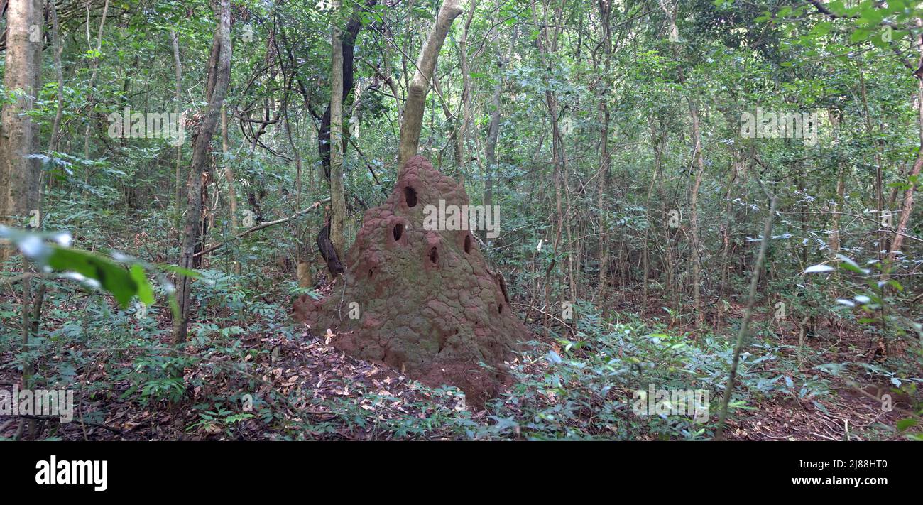 Bosques Lluviosos Mixtos de Baja Montane Evergreen de Sri Lanka. Gran montículo de termitas (termitas) y una abundancia de lianas. Fin del monzón Foto de stock