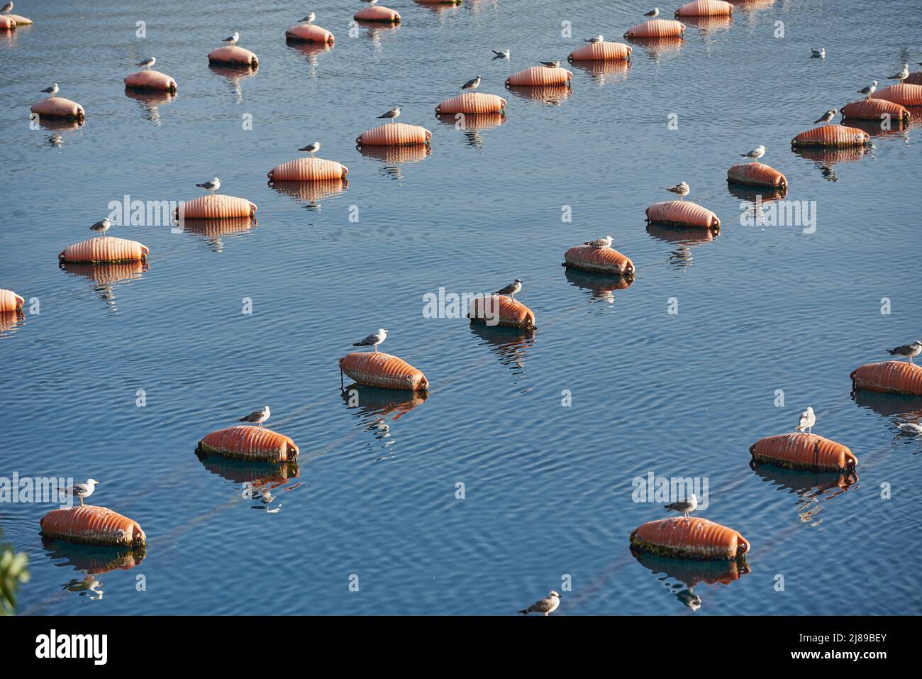 Las gaviotas están sentadas en una granja de ostras en el mar, animales divertidos Foto de stock