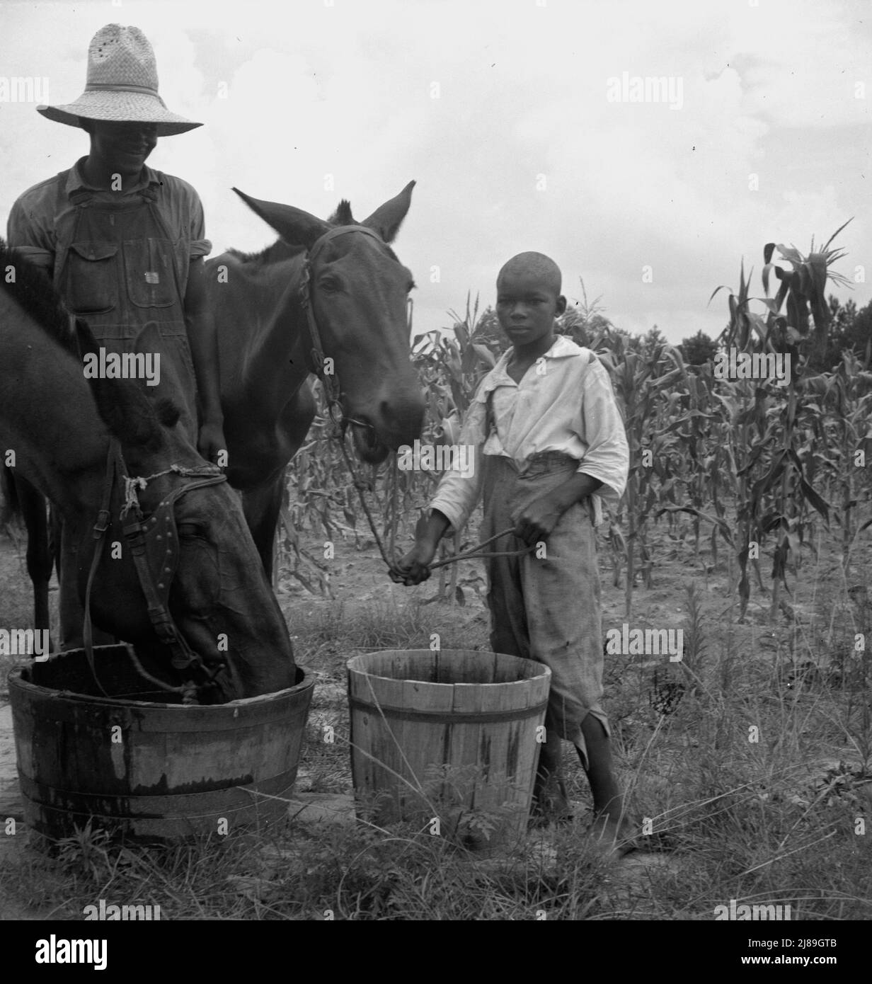 Hora del mediodía. Hijo y nieto del granjero inquilino traen las mulas al agua al mediodía. Granville County, Carolina del Norte. Foto de stock