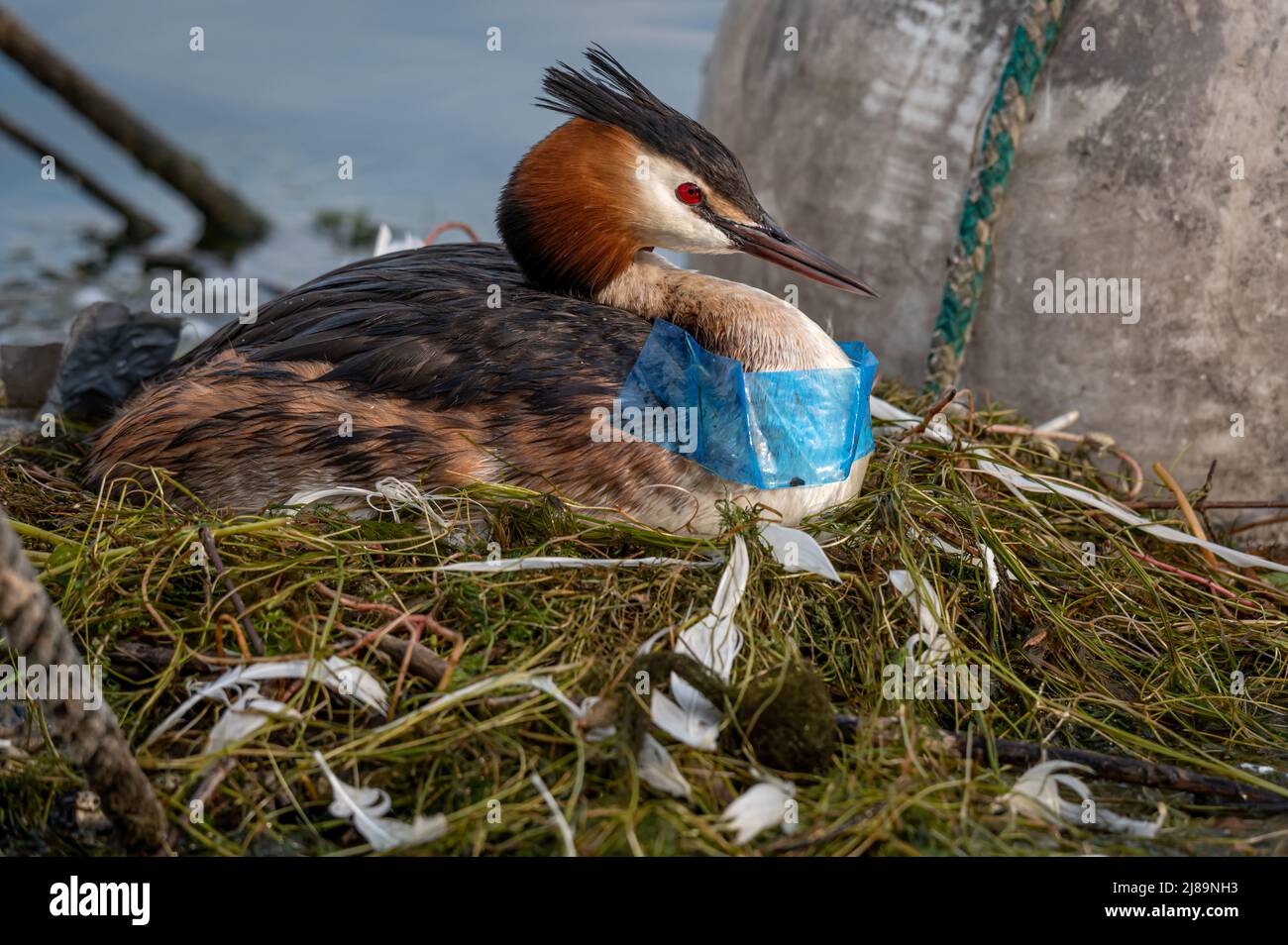 Hatching eggs fotografías e imágenes de alta resolución - Alamy