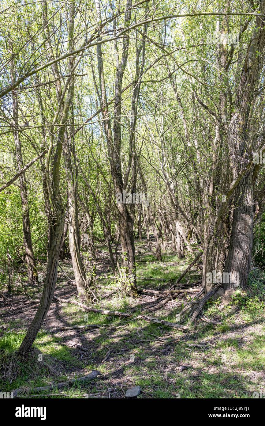 Árboles con follaje escaso en la reserva natural de Molenoplas, sendero estrecho, luz del sol reflejada en el suelo, fondo borroso, soleado día de primavera en St Foto de stock