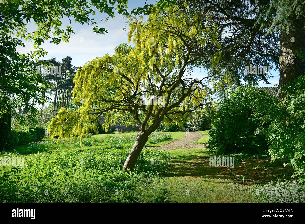 Laburnam Tree Low Burton Masham North Yorkshire Inglaterra Reino Unido Foto de stock