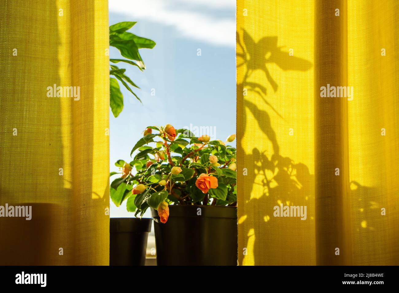 Sol impatiens fotografías e imágenes de alta resolución - Alamy