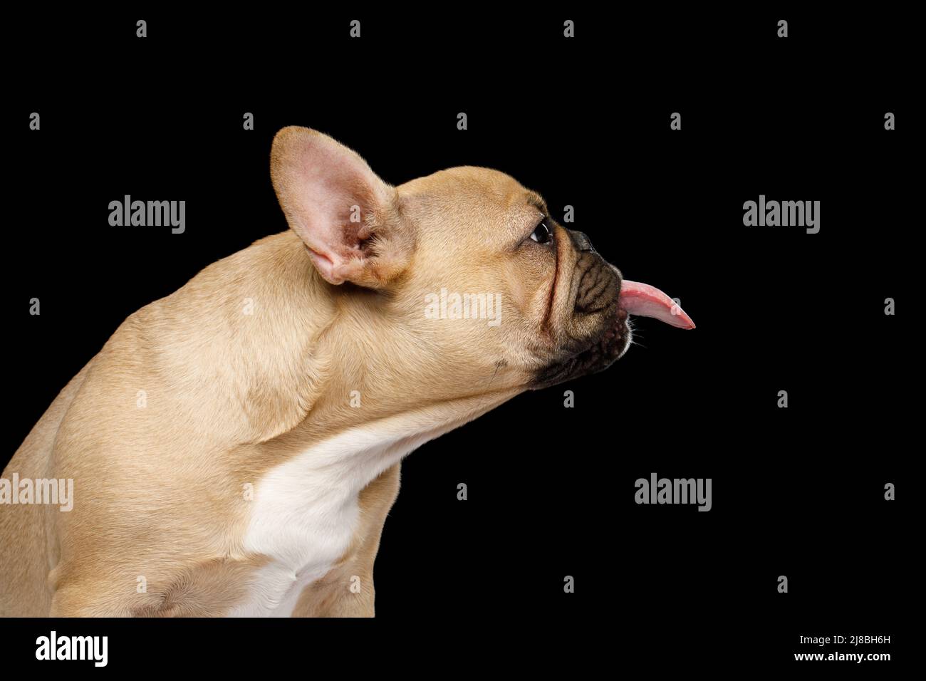 Primer plano retrato de un bulldog francés mostrando su lengua sobre fondo negro aislado, vista lateral Foto de stock