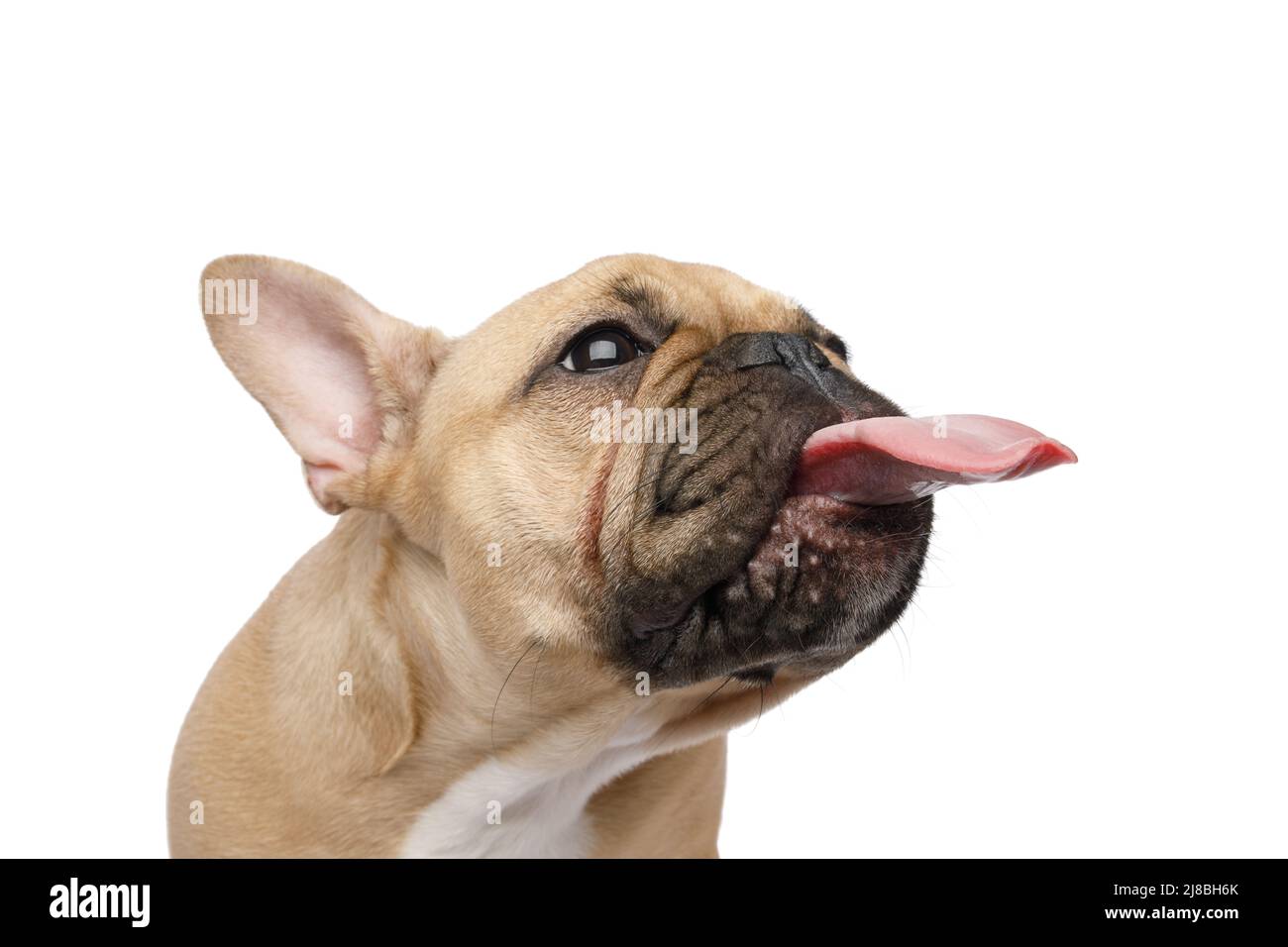 Primer plano retrato de un bulldog francés mostrando su lengua sobre fondo blanco aislado, vista lateral Foto de stock