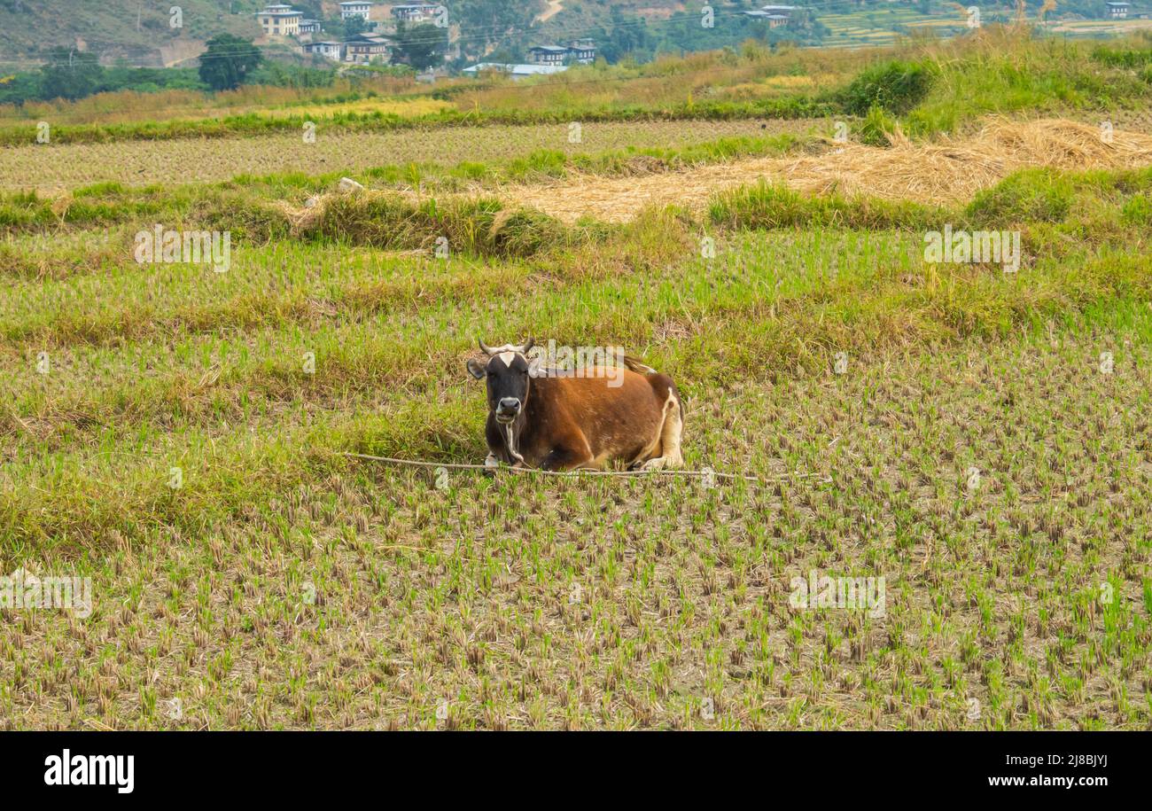 La vaca se encuentra en un campo recién sembrado en un valle de las montañas de Bhután. Una sola vaca en un campo de grano. El Foto de stock