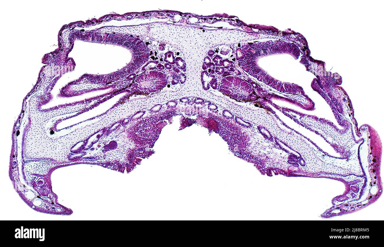 Sección transversal de la rana del pantano (Pelophylax ridibundus). La cavidad nasal y el órgano vomeronasal. Tinción de hematoxilina y eosina (H&E). Foto de stock