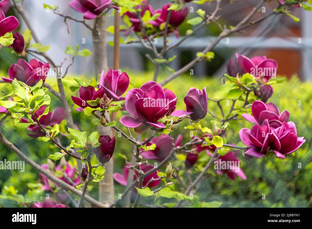 Árbol de magnolia púrpura, rama floreciente con flores y brotes, enfoque  selectivo, fondo borroso. Magnolia liliiflora, Magnoliaceae Fotografía de  stock - Alamy