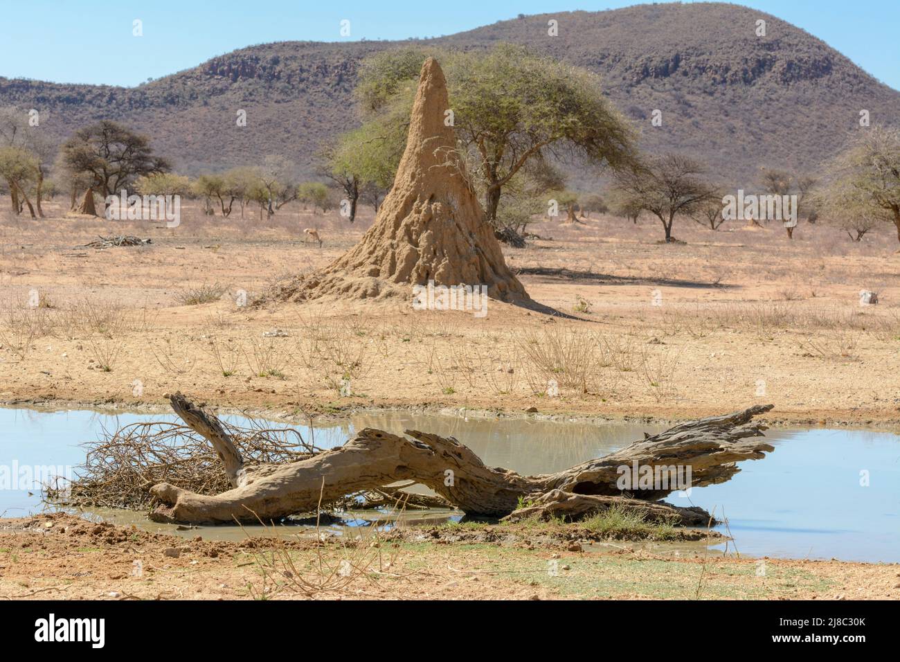 Montículo de termitas grandes, Namibia, Suroeste de África Foto de stock