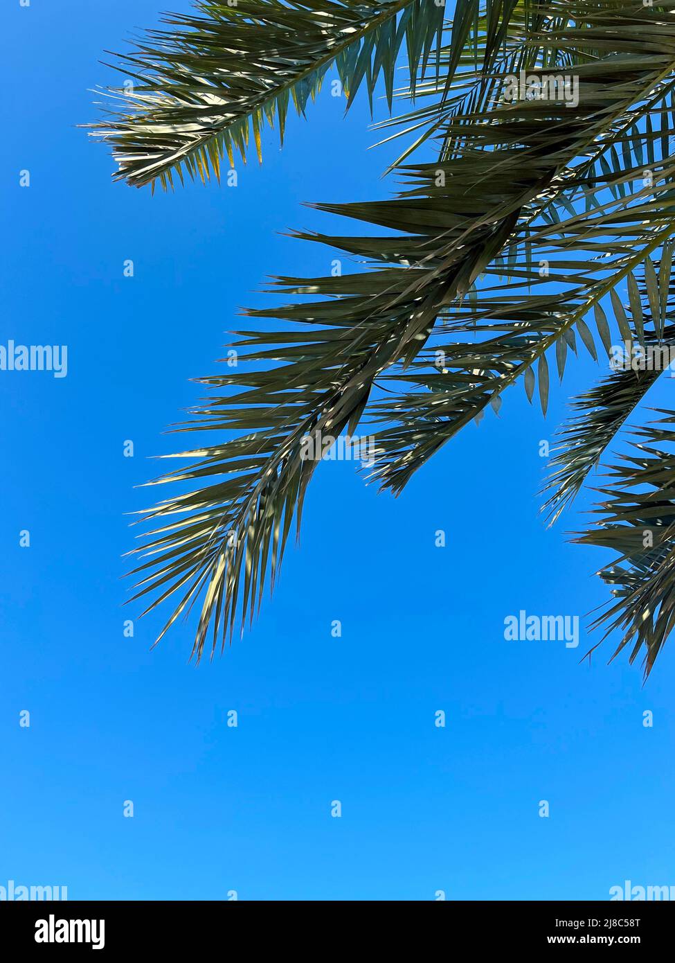 la palma verde se va contra un cielo azul brillante. Foto de stock