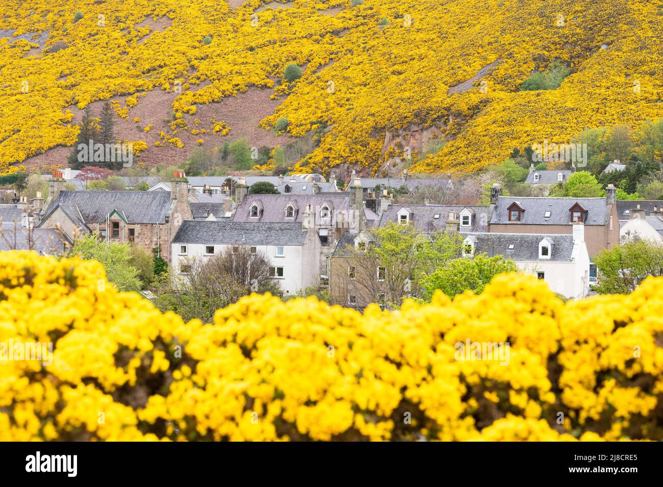 Helmsdale, Sutherland, Escocia, Reino Unido - rodeado de gorges amarillos Foto de stock