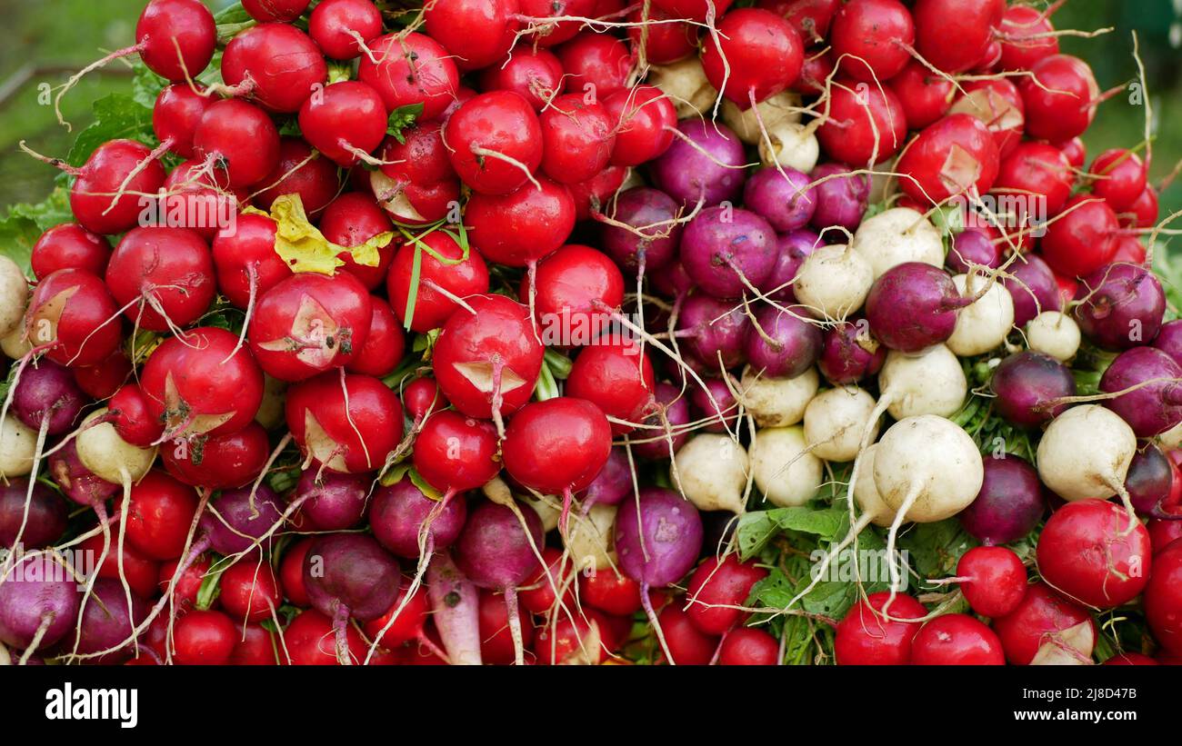 Detalles de la cosecha de rábano fresco verduras en la tienda de mercado Raphanus raphanistrum sprout crece tierra bio agricultor agricultura ecología agrícola Foto de stock