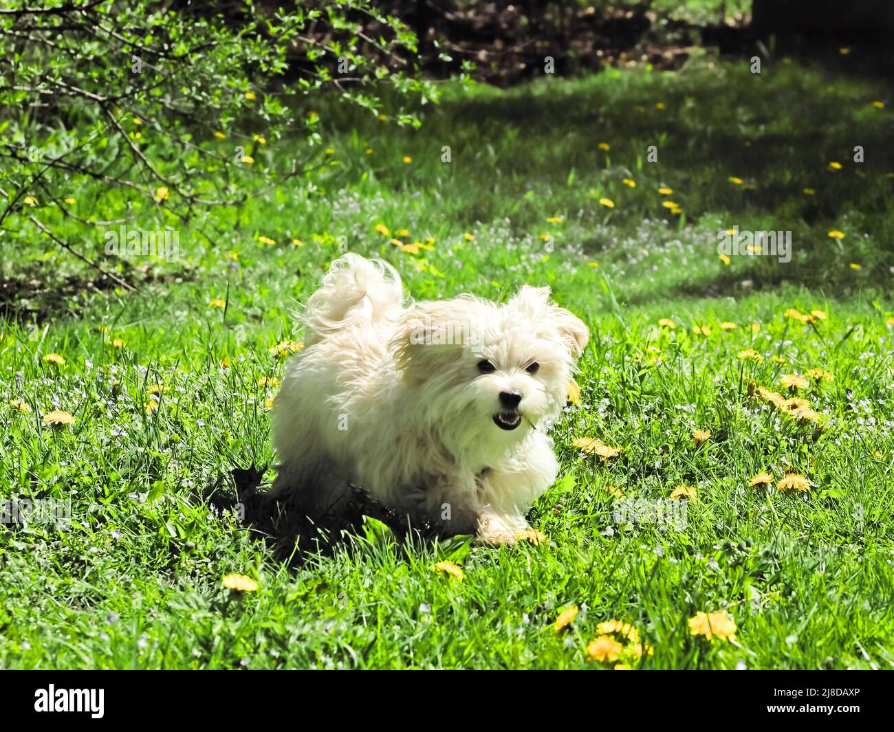 Perrito maltés Bichon corriendo con una hoja de hierba en su boca Foto de stock