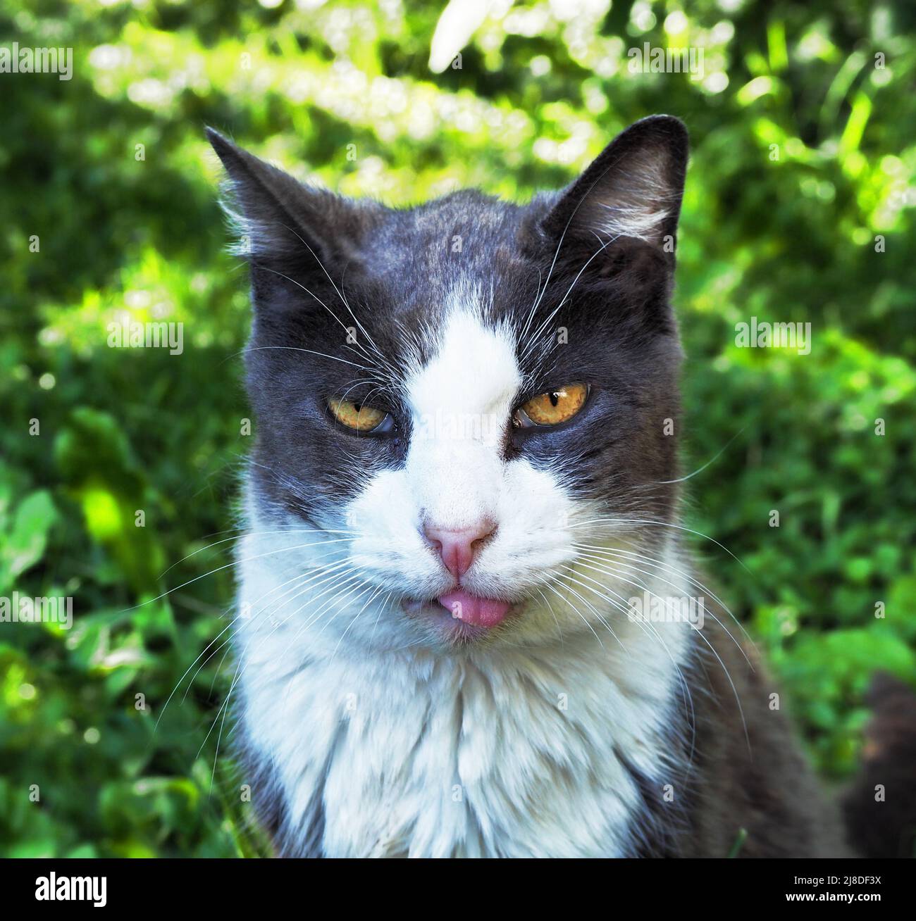 Gato masculino mayor con la lengua sobresalen del retrato Foto de stock