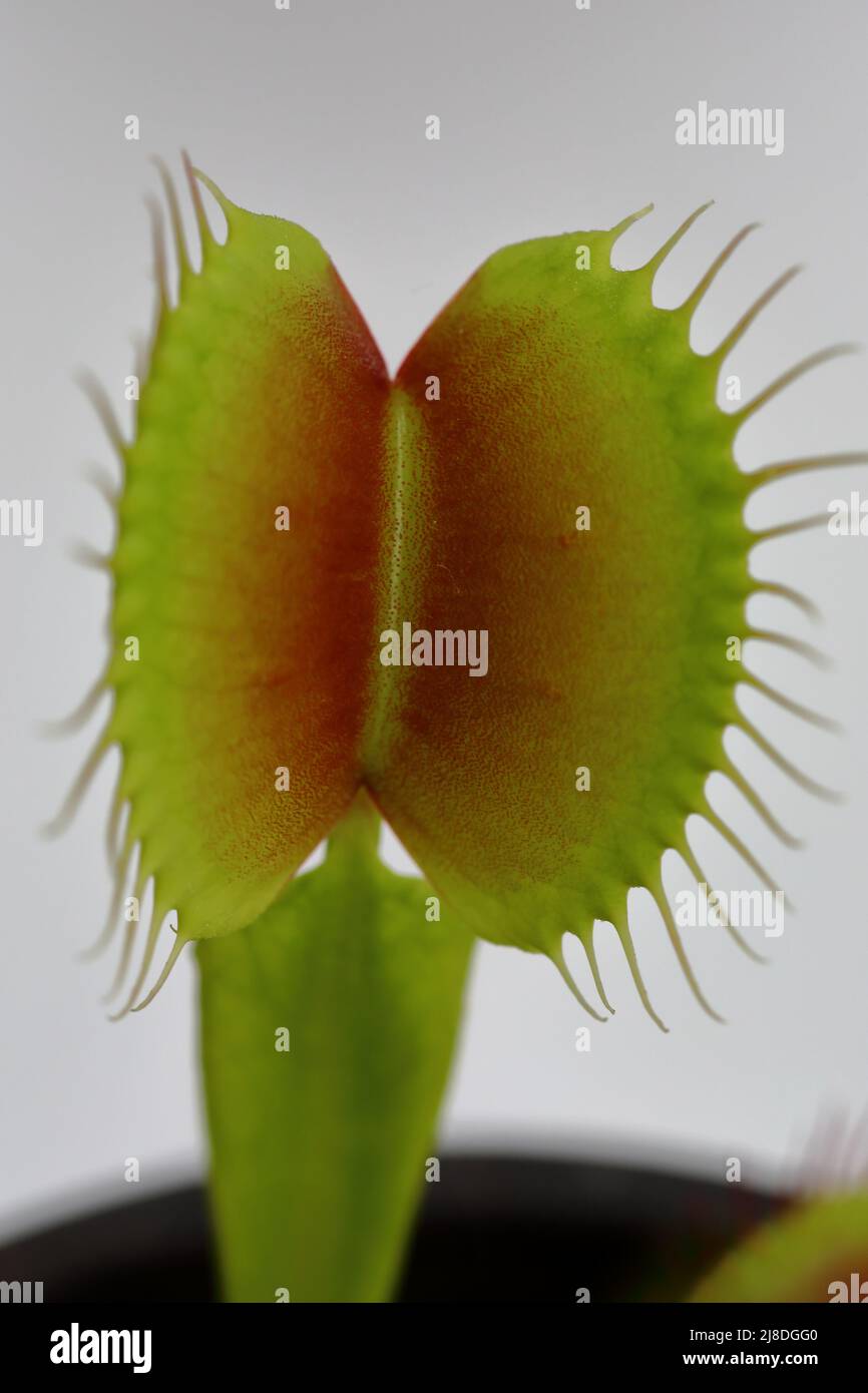 Primer plano de una planta de Venus (Dionaea muscipula) mostrando una trampa abierta lista Foto de stock