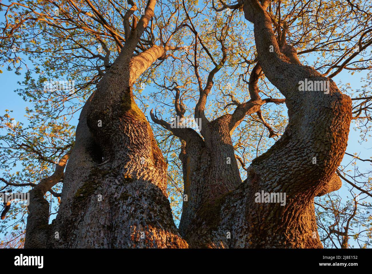 Antiguo árbol de arce alto y grueso de primavera, vista desde abajo. Foto de stock