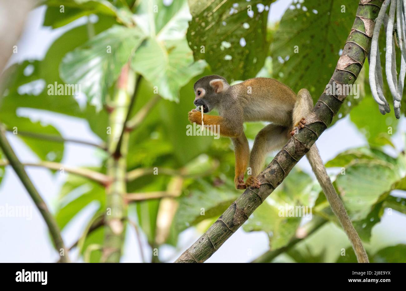 Mono ardilla Común en la Amazonía Peruana - Saimiri sciureus Foto de stock