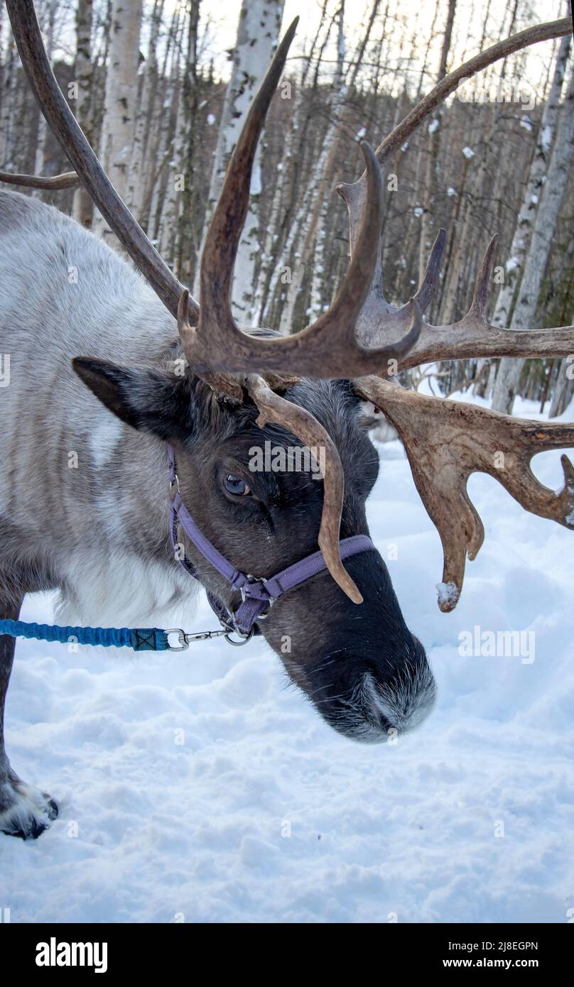 Los renos se dirigieron durante la caminata por los bosques en el rancho de reno en las afueras de Fairbanks, AK. Foto de stock