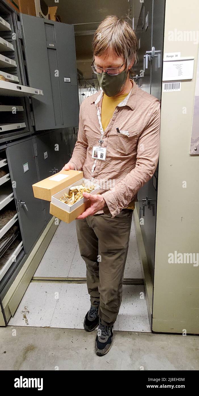 En Gunderson, gerente de colecciones, muestra especimenes durante una gira en la Universidad de Alaska, Museo del Norte. Foto de stock