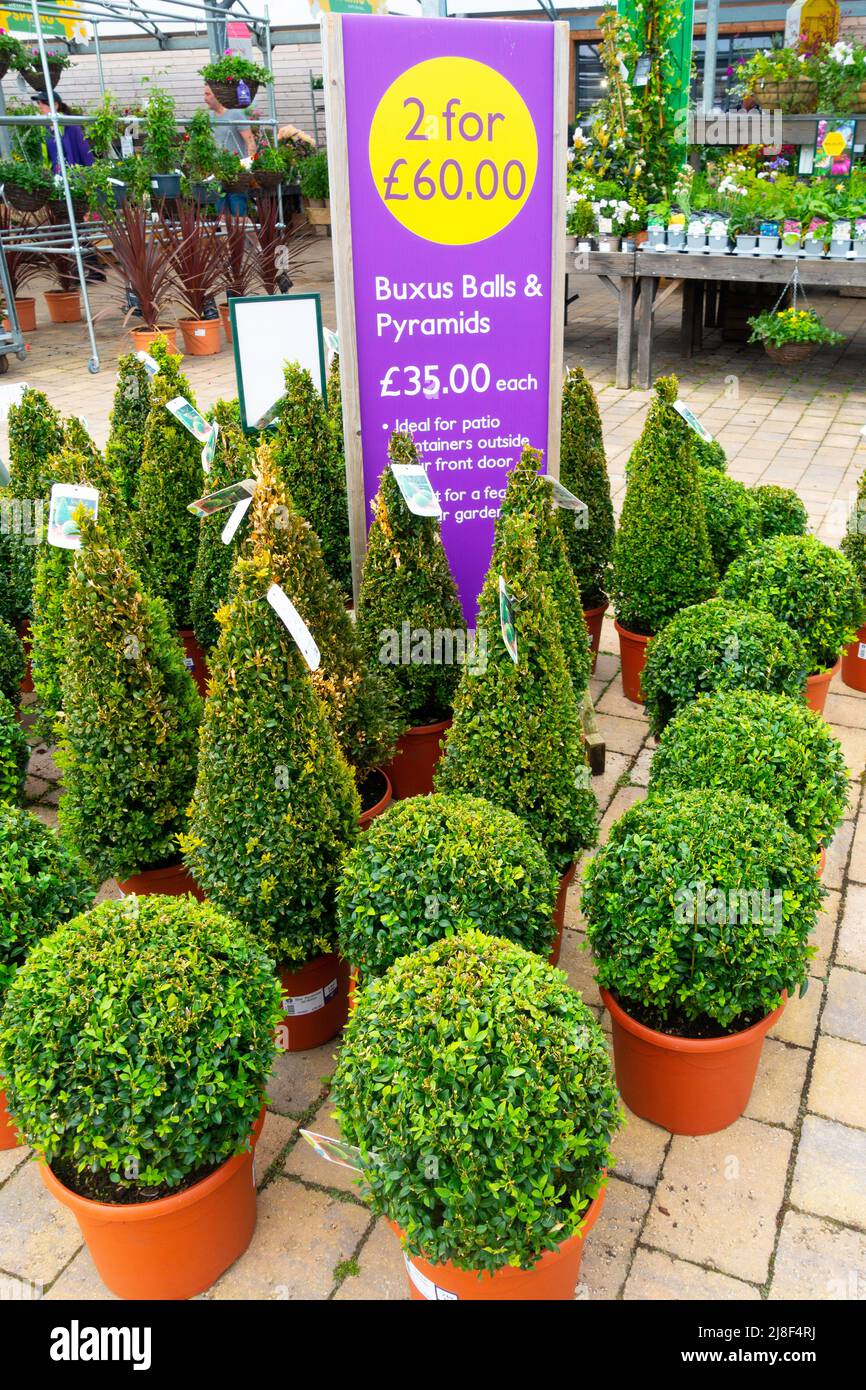 Buxus Ball caja de arbustos en macetas para la venta en un Yorkshire Garden center 2022 para la venta en £35 para uno o £60 para dos Foto de stock