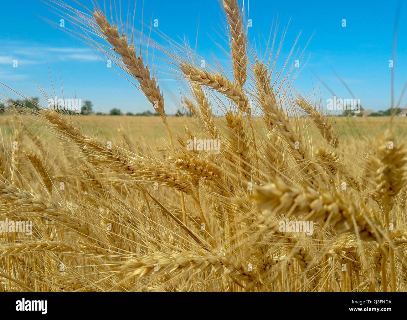primer plano de trigo maduro en el campo. La agricultura de Ucrania Foto de stock