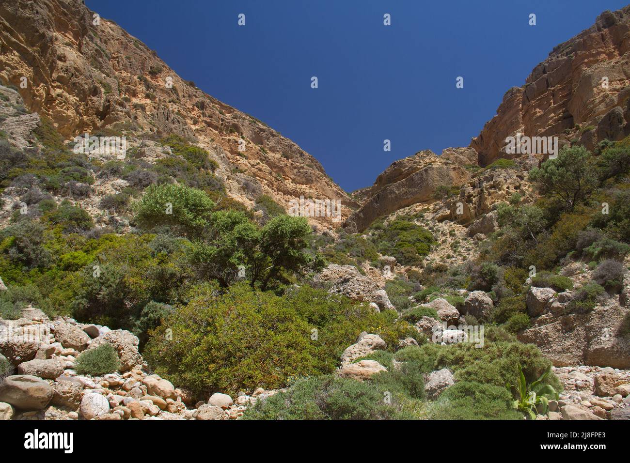 Desolado cañón seco y rugoso erosionado bajo el cielo azul, algo de vegetación dura y espinosa en primer plano Foto de stock