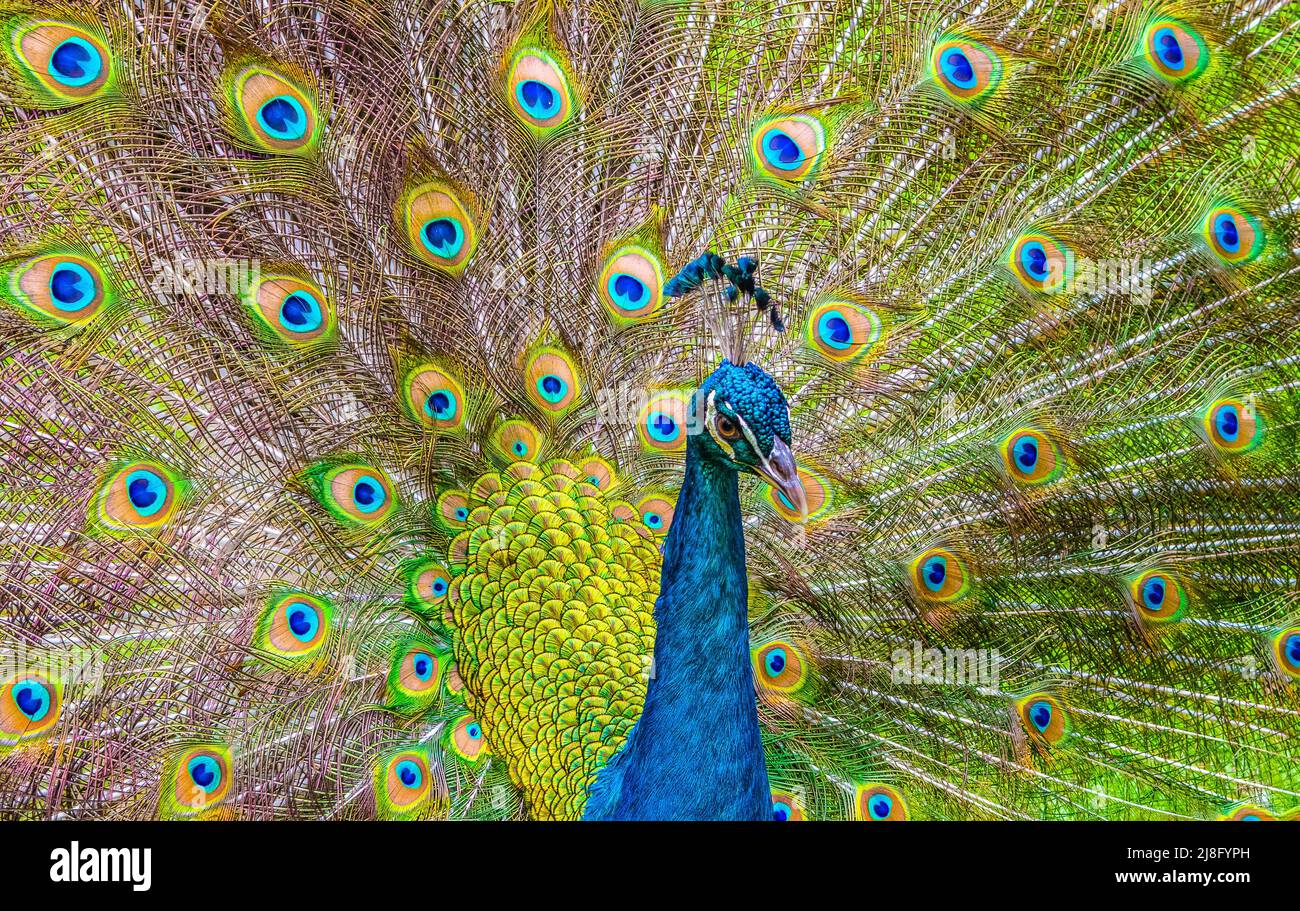 Cabeza de pavo real con hermoso y colorido fondo de plumas. Detalle. Foto de stock
