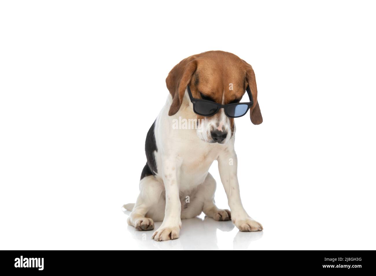 el perro beagle dramático está usando gafas de sol, mirando hacia abajo y  sentado sobre el fondo blanco del estudio Fotografía de stock - Alamy