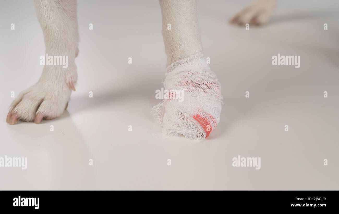 Primer plano de la pata de un perro vendado sobre un fondo blanco. Foto de stock